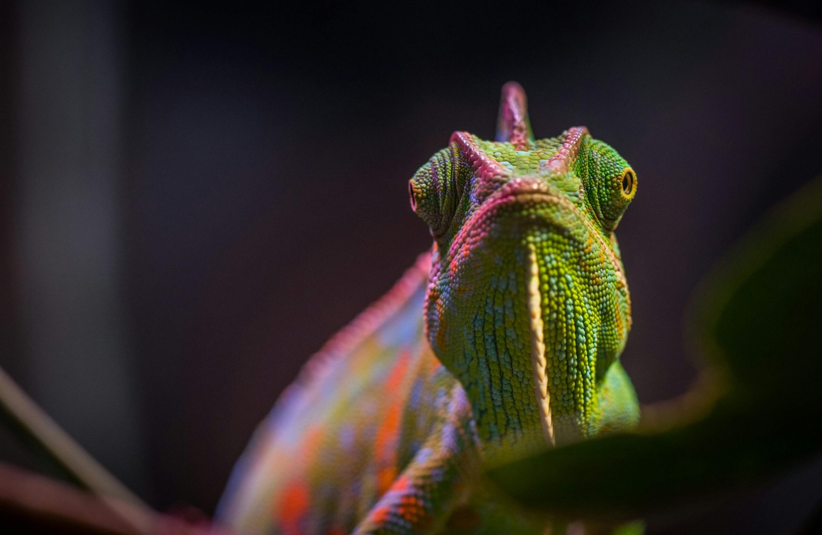 Close-up shot of a colorful chameleon showcasing its vibrant scales.